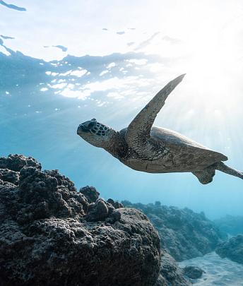Submarinisme i Snorkel