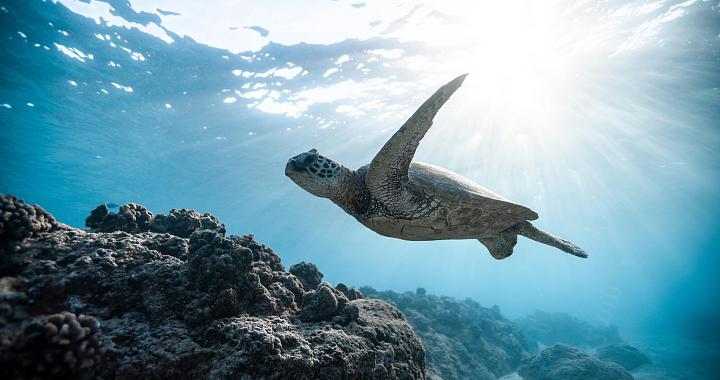 Submarinismo y Snorkel
