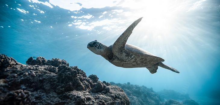 Scuba Diving and Snorkeling