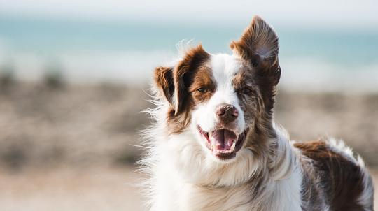 Les petits chiens jusqu’à 10 kg sont admis